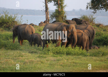 Parque Nacional Minneriya al norte y centro de la Provincia de Sri Lanka de la manada de elefantes asiáticos Foto de stock