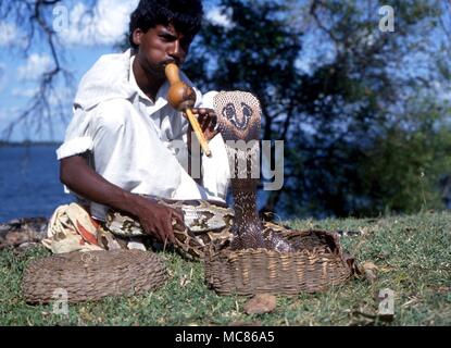 Domador de serpientes de Sri Lanka, tocando la flauta para 'Dancing' cobra Foto de stock
