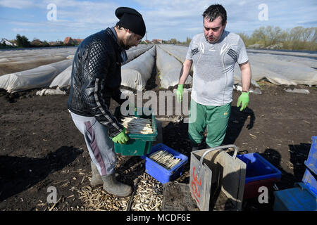 Chlumin, República Checa. 14 abr, 2018. Los trabajadores agrícolas estacionales assort espárragos sobre un terreno de una granja en Chlumin, República Checa, 14 de abril de 2018. Crédito: Ondrej Deml/CTK Foto/Alamy Live News