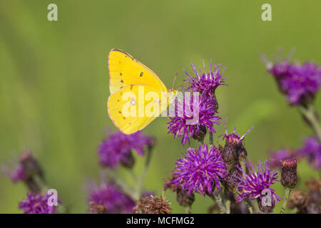03074-00518 Naranja Butterfly (Colias eurytheme azufre) en Missouri (Veronia missurica Ironweed), Marion Co., IL