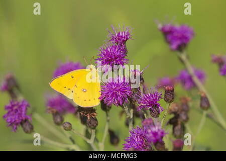 03074-00519 Naranja Butterfly (Colias eurytheme azufre) en Missouri (Veronia missurica Ironweed), Marion Co., IL