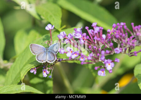 03226-01208 (Everes comyntas Tailed-Blue Oriental) en Butterfly Bush (Buddleja davidii) Marion Co. IL Foto de stock