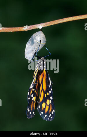 03536-03318 monarca (Danaus plexippus) que emergen de la pupa o crisálida Marion Co. IL Foto de stock
