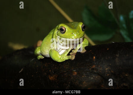 La rana arborícola verde de Australia (Litoria caerulea, blanco o cochambrosa Tree Frog) Primer plano sobre un fondo oscuro Foto de stock