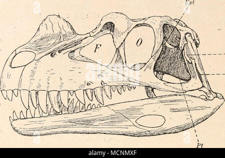 . Ql Fig. 465. SchÃ¤del von Ceratosaurus nasicornis aus den camas Atlantosaurus Nordamerikas (Colorado). Der SchÃ¤del trug einen medianen Kamm auf den Nasenbeinen und ein Hornpaar Vor den Augen. (Nach O. C. Marsh, aus J. Versluys.) = Epipterygoid EPT. Pt = pterigoideos. - Fenestra praeorbitalis. Ql = Foramen quadrati. 0 = Orbita. t Fortsatz des Quadratums. 1 H. F. Osborn, Avance y Hind-Limbs de dinosaurios carnívoros del Jurásico de Wyoming. "Contribuciones de dinosaurios, Nr. 3. - Boletín del Museo Americano de Historia Natural, vol. XII, 1899, pág. 161. ' ' ' W. L. Beasley, un dinosaurio carnívoro Foto de stock