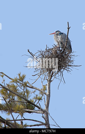 Alta en un pino y contra un polvo azul del cielo, el Great Blue Heron guardias prominentemente su nido. Un segundo pico heron puede ser visto a través de la nes Foto de stock