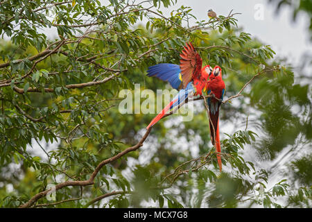 Guacamaya Roja (Ara macao, gran colorido loro de hermosos bosques de América Central, Costa Rica.