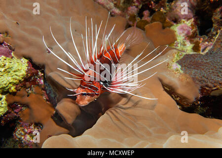 Firefish radial (Pterois radiata) en el arrecife de coral, nocturnos, Mar Rojo, Egipto Foto de stock