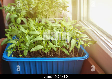 Las plántulas de berenjenas, tomates y pimientos para el jardín urbano y jardín crecer en un recipiente de plástico en la ventana en el suelo en un soleado Foto de stock