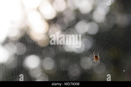 Araña en su casa spiderweb al amanecer acecha a su presa. Foto de stock