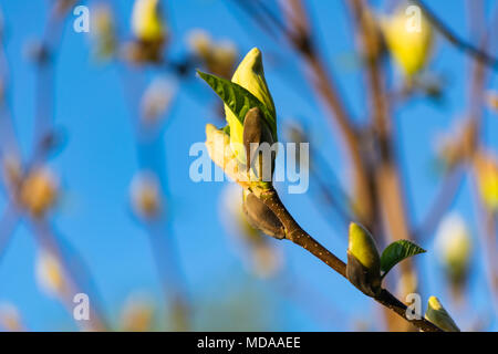Głębowice, Polonia. 19 de abril de 2018. Árbol de Magnolia flores amarillas. Y soleada mañana de primavera. El magnolio ha comenzado a florecer. Crédito: w124merc / Alamy Live News Foto de stock