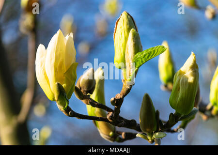 Głębowice, Polonia. 19 de abril de 2018. Árbol de Magnolia flores amarillas. Y soleada mañana de primavera. El magnolio ha comenzado a florecer. Crédito: w124merc / Alamy Live News Foto de stock