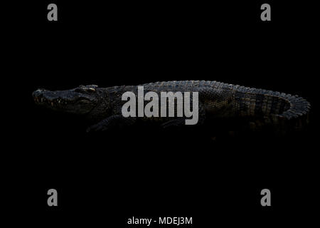 Siameses ( Crocodylus siamensis ) en la oscuridad