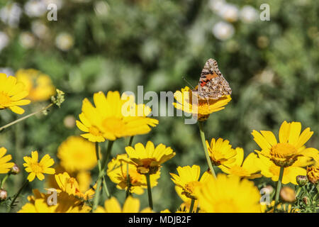 Vanessa cardui Distelfalter butterfly Foto de stock