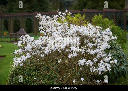 Magnolia stellata, Magnolia estrellada, arbusto que crece en un jardín  amurallado Fotografía de stock - Alamy