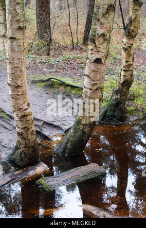 Los troncos de los árboles de abedul plateado se reflejan en los estanques de agua de lluvia dejados en el forrest Foto de stock