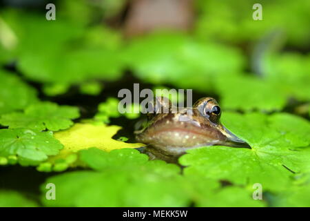 Unión rana común Rana temporaria