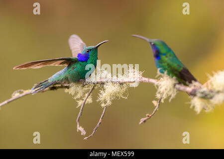 Green Violet-ear - Colibri thalassinus, hermoso colibrí verde de los bosques de América Central, Costa Rica. Foto de stock