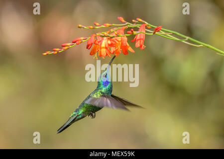 Green Violet-ear - Colibri thalassinus, hermoso colibrí verde de los bosques de América Central, Costa Rica. Foto de stock