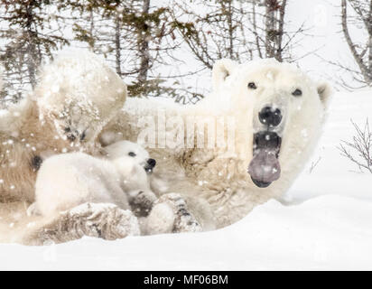 Sleepy oso polar mamá mimos y enfermeras de los cachorros.