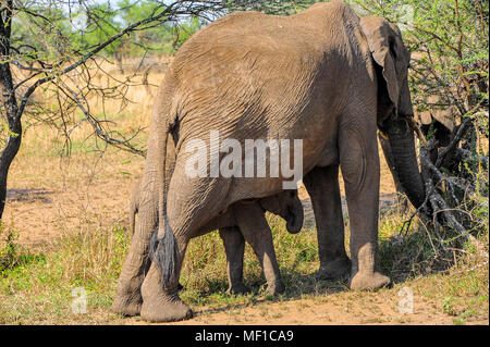 Joven ternero del elefante africano (Loxodonta africana) refugios debajo del vientre de la madre mientras forrajeando en los matorrales. Parque Nacional del Serengeti, Tanzania Foto de stock