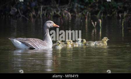 Una imagen natural de una madre oca completa con su nueva camada de ocho goslings polluelos nadando en el agua en un grupo