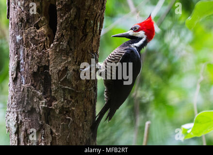Un pájaro carpintero crestado carmesí (Campephilus melanoleucos) cazando un gran tronco de árbol. Colombia, Sur América.