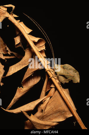Hoja muerta imitan los saltamontes americanos Typophyllum mortuifolium Santa Rosa Nat'l Park, Costa Rica, América Central.