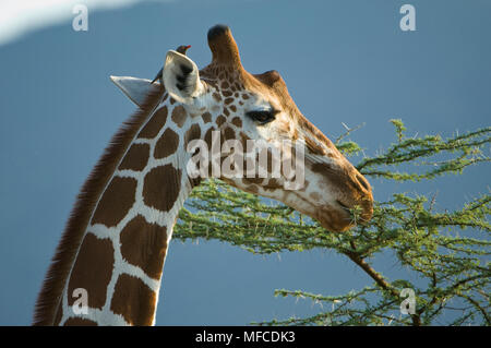 Una jirafa reticulada come hojas de un árbol de acacia, Giraffa reticulata; Samburu, Kenia Foto de stock