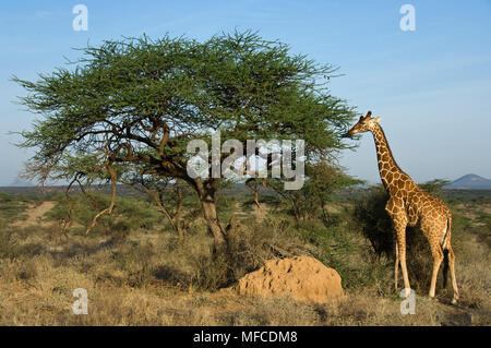 Una jirafa reticulada come hojas de un árbol de acacia, Giraffa reticulata; Samburu, Kenia Foto de stock