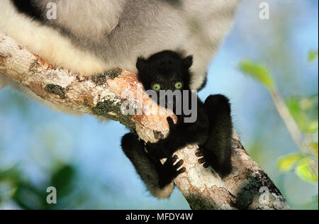 Aferrándose al bebé de Indri indri Indri rama Perinet Rainforest, Madagascar especies amenazadas