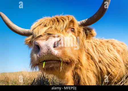 Highland cow / ganado pastando en páramos Foto de stock