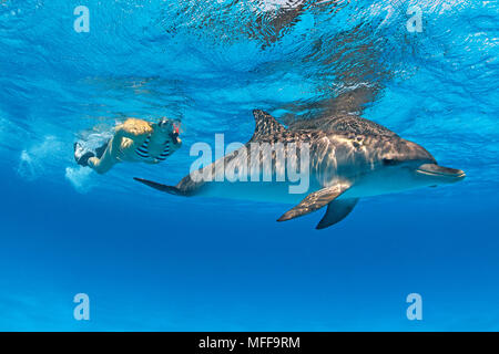 Buceador y delfines moteados del Atlántico (Stenella frontalis), Gran Bahama, Bahamas Foto de stock