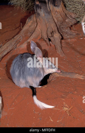 BILBY o conejo OREJUDO BANDICOOT macrotis lagotis por burrow Australia
