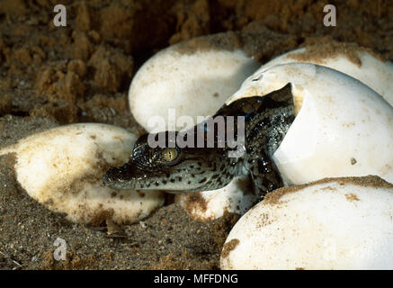 Los jóvenes que salen de cocodrilo del Nilo Crocodylus niloticus del período  de incubación de huevos 90/100 días Fotografía de stock - Alamy