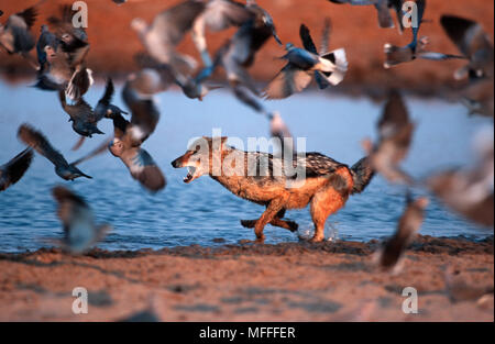 Negro-respaldado chacal Canis mesomelas caza palomas en waterhole, NP de Etosha, Namibia Foto de stock