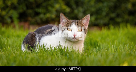 Foto horizontal con seis meses de edad gatito. Tomcat tiene wite pelaje atigrado con manchas en la cabeza y la espalda. Animal tiene bonito color naranja brillante de los ojos. Cat está descansando