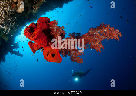 Diver busca en un brillante color rojo coral blando Dendronephthya sp. y esponja colgando del techo de una cueva, Gorontalo, Sulawesi, Indonesia Foto de stock