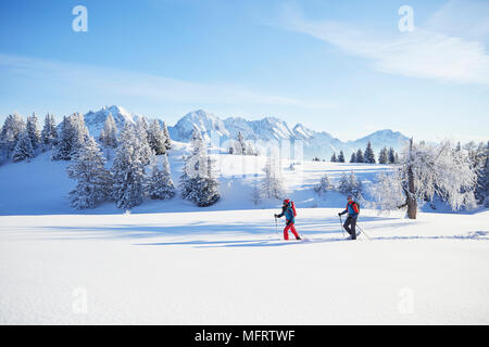 Las raquetas de nieve, senderismo en el paisaje invernal, latentes Alm, Obsteig, Mieming, Tirol, Austria Foto de stock