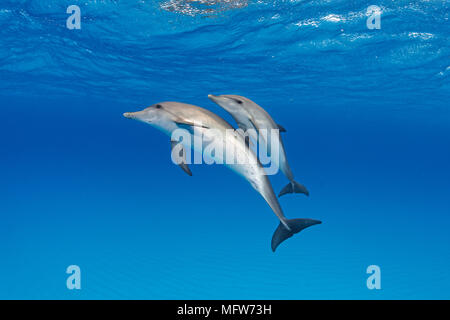 Delfines moteados del Atlántico (Stenella frontalis), madre de ternera, Bahama Bancos, Bahamas Foto de stock