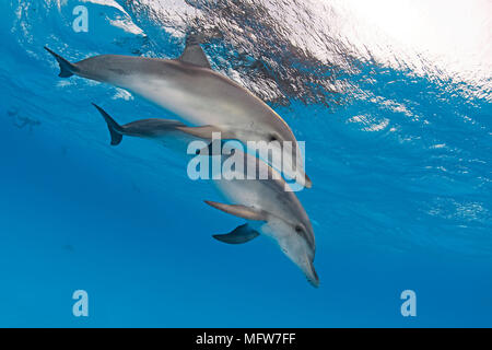 Delfines moteados del Atlántico (Stenella frontalis), juvenil, Bahama Bancos, Bahamas Foto de stock