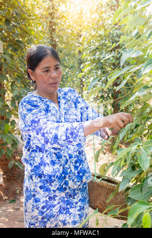 Una mujer recogiendo frutos de pimiento verde crudo (Pepper callos) en una plantación de pimienta de Kampot, Camboya Foto de stock