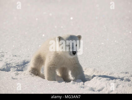 Cute osezno polar camina en las huellas dejadas por su madre sobre el hielo cubierto de nieve helada de fiordo.