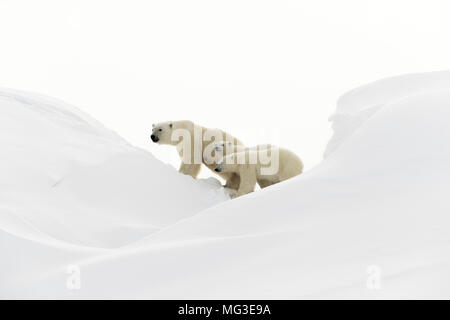 Madre de oso polar y 2 yearling cubs caminando sobre un iceberg, de la isla de Baffin, Canadá, Nunavut arctic Foto de stock