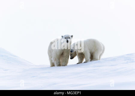 Madre de oso polar y yearling cubs de pie sobre un iceberg, de la isla de Baffin, Canadá, Nunavut arctic Foto de stock