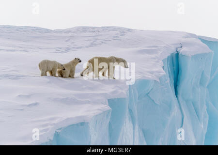 Madre de oso polar y 2 yearling cubs lwalking sobre un iceberg, de la isla de Baffin, Canadá, Nunavut arctic Foto de stock