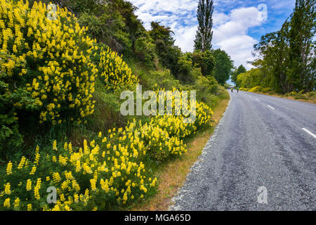 Los ciclistas y flores silvestres en los Alpes a ciclo oceánico Trail en el lago Aviemore, Canterbury, Isla del Sur, Nueva Zelanda