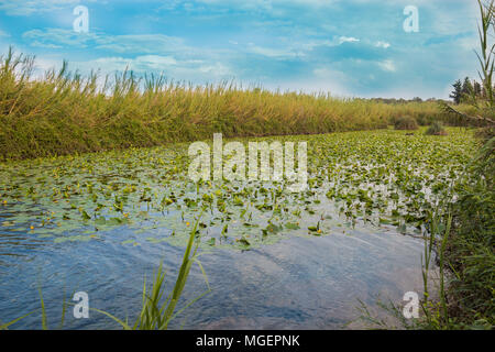 Lirio de agua piscina de Yarkon National Park - estanque lleno de nenúfares amarillos (Nuphar lutea).