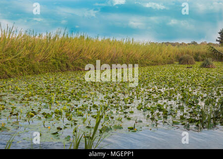 Lirio de agua piscina de Yarkon National Park - estanque lleno de nenúfares amarillos (Nuphar lutea).