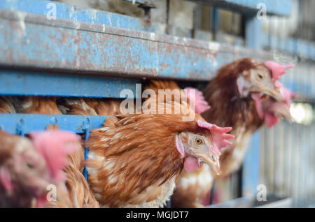 Pollos rojo trajo a una jaula de venta, el enfoque selectivo, Foto de stock
